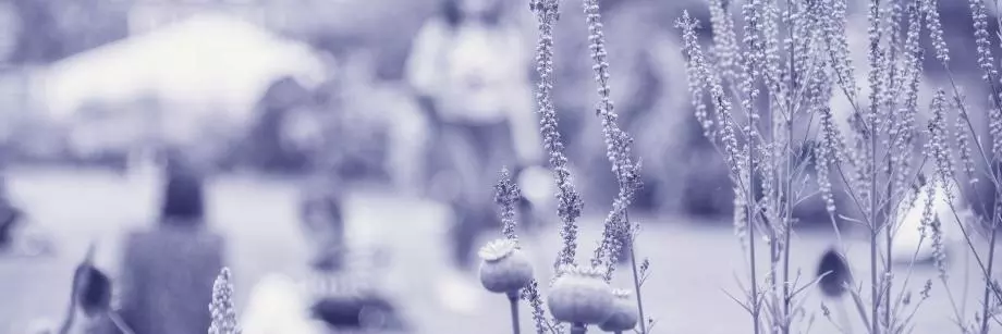 Close-up of tall wildflowers in focus, with people sitting and a large building blurred in the background