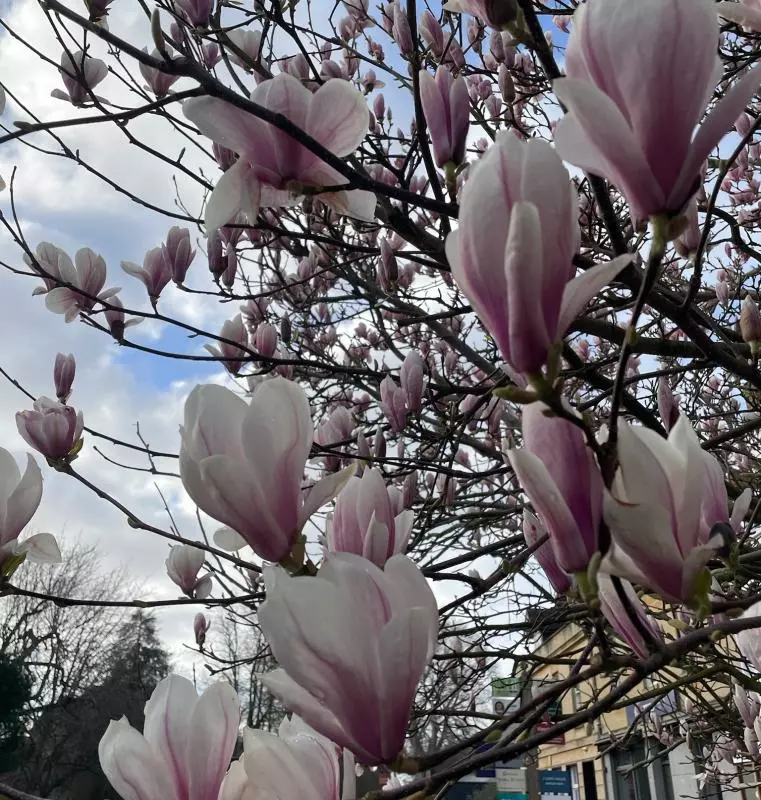 Close up of a magnolia tree in bloom against a blue and cloudy sky